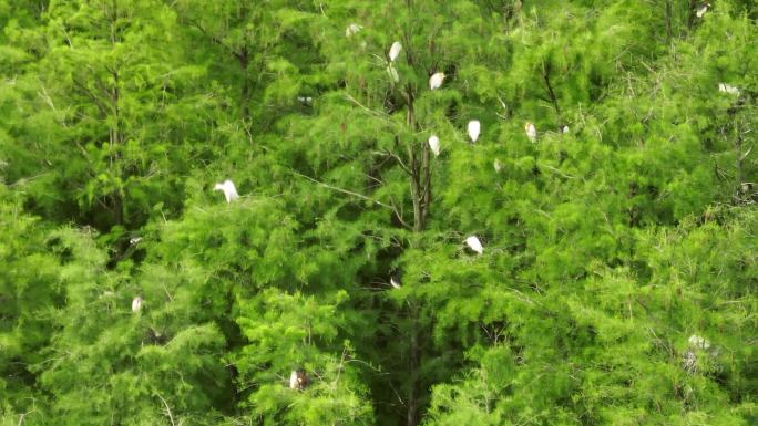 鸟类 生态 绿色 美丽浙江 森林