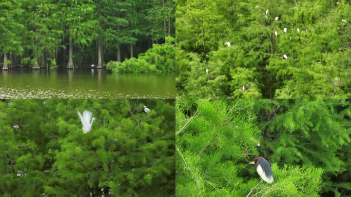 鸟类 生态 绿色 美丽浙江 森林