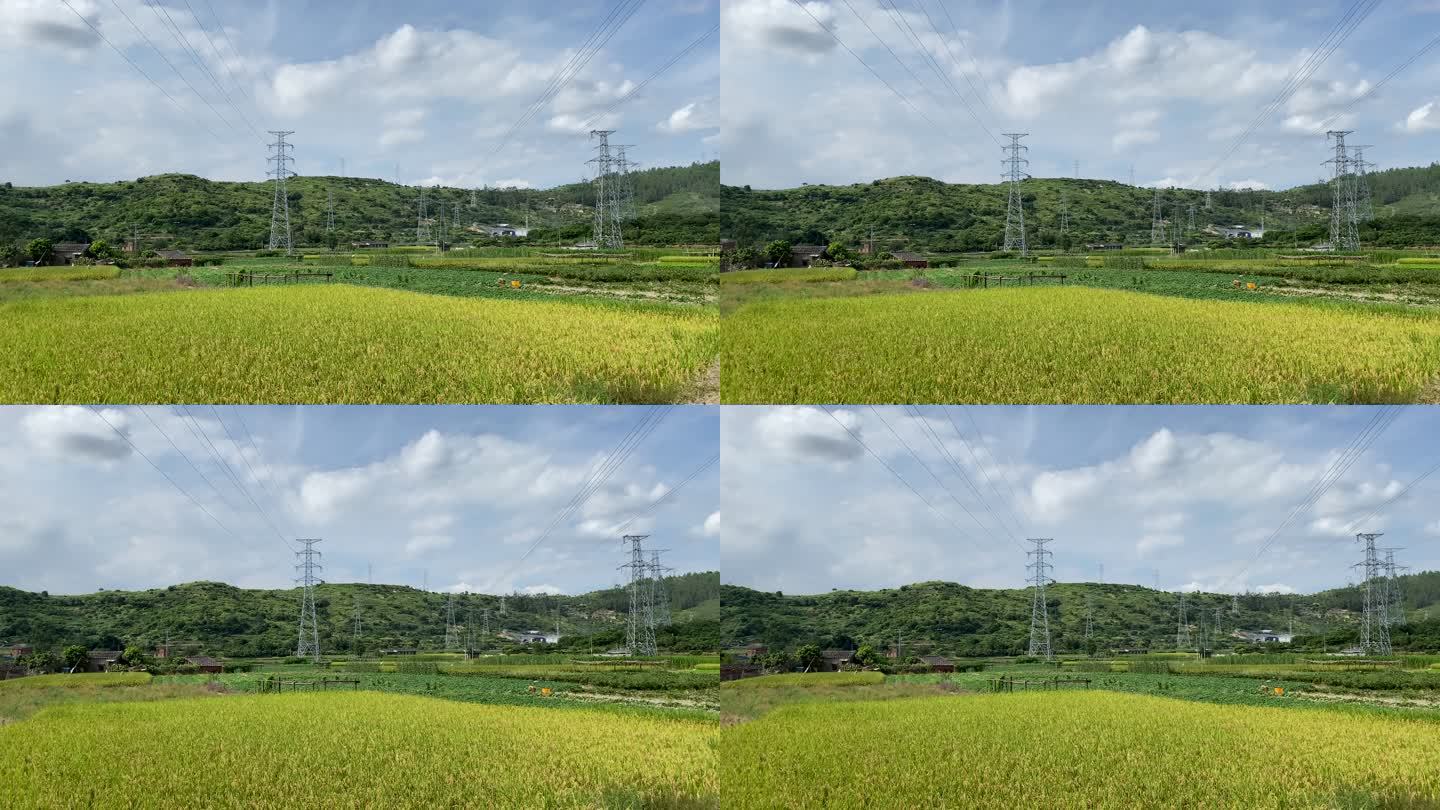 收割的稻田和输电塔