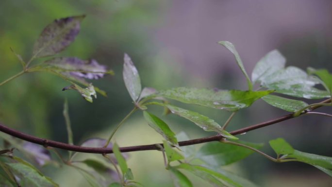 秋雨绵绵 生态环境