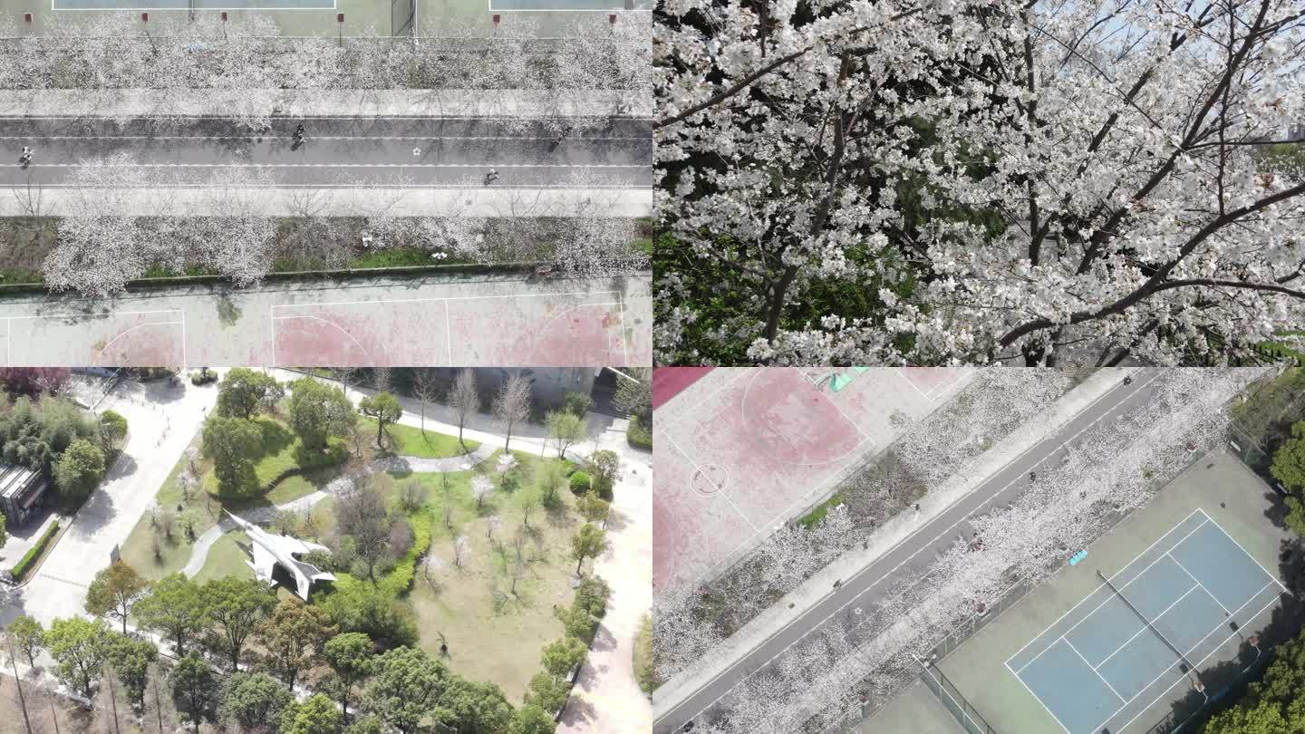 大学校园樱花季建筑宣传片