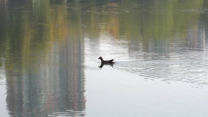 野鸭在水中嬉戏游泳