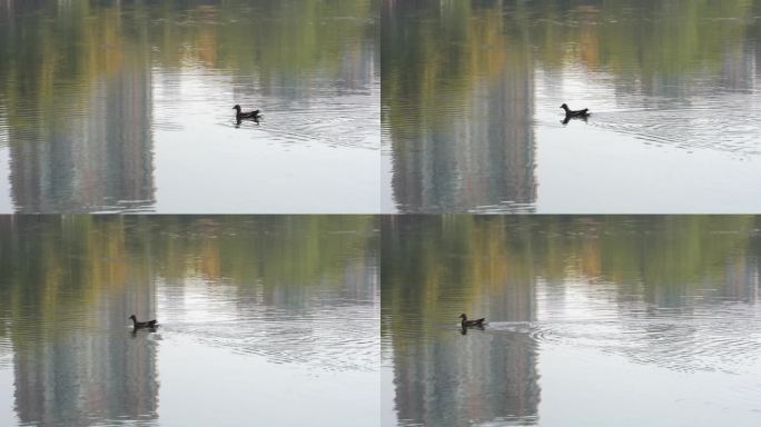 野鸭在水中嬉戏游泳