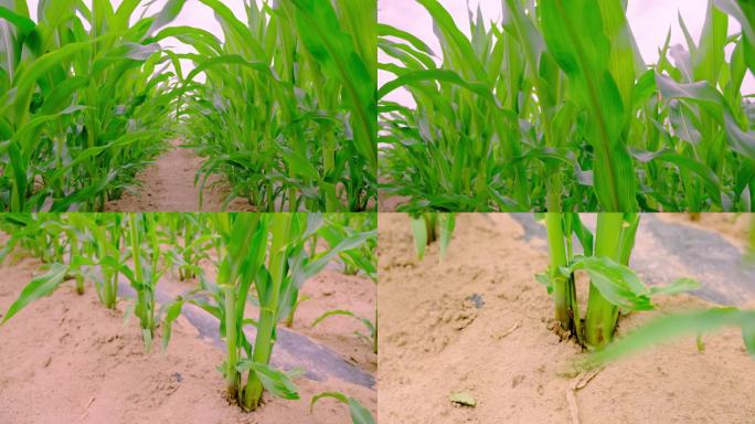 玉米苗成长中的玉米