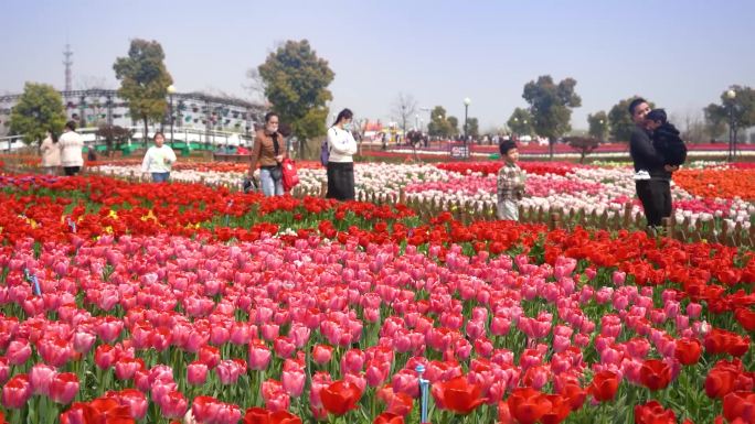 郁金香花田游客游玩