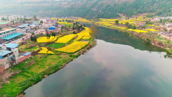 四川省德阳市凯江大回湾油菜花田航拍素材