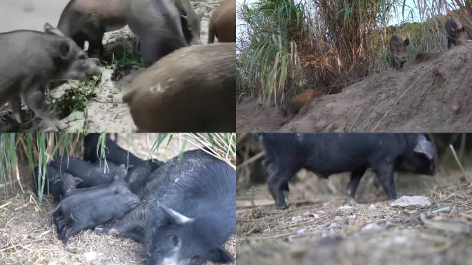 养殖 生态 野生 野猪 绿色养殖