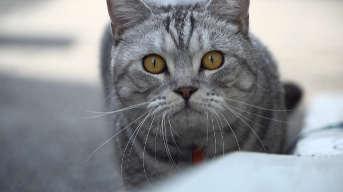 猫 宠物猫 动物 小宠物 萌宠