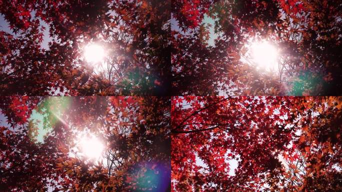 金秋逆光下的红枫树1
