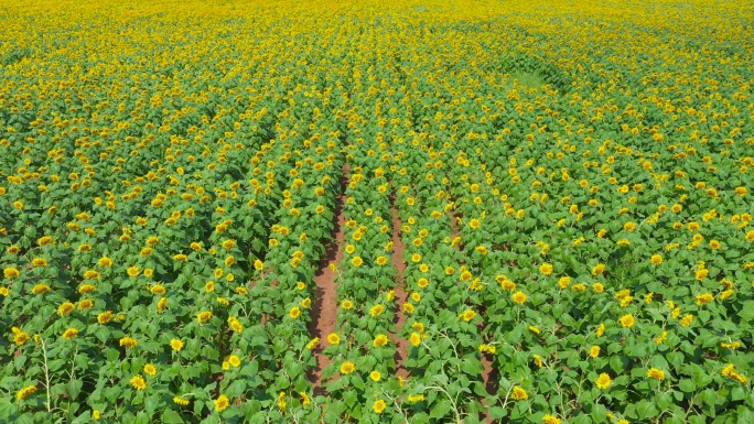 农业丰收向日葵种植基地宣传视频