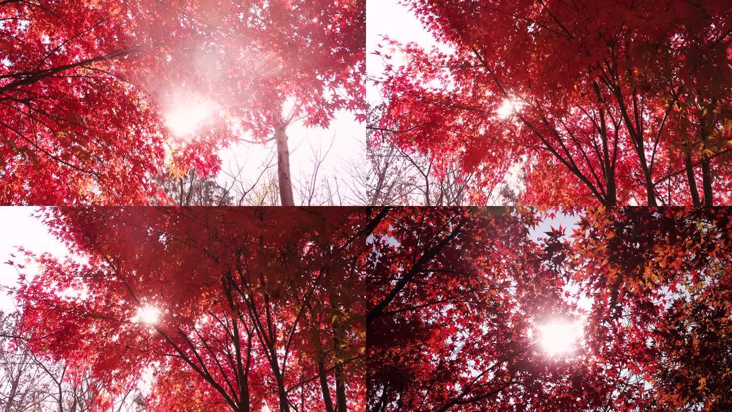 金秋逆光下的红枫树2