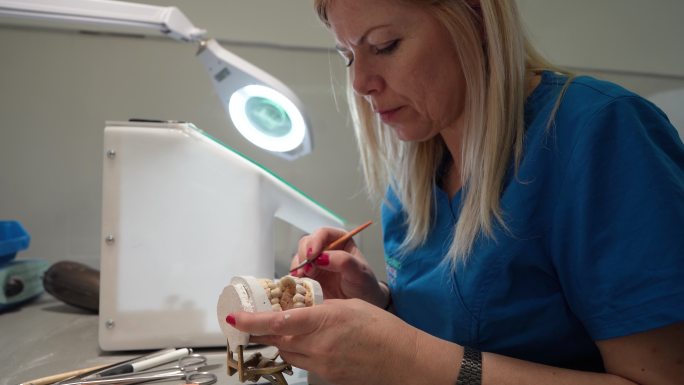 高加索女技师，在牙科实验室制作假牙