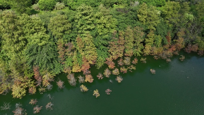 湖边水杉秋景航拍