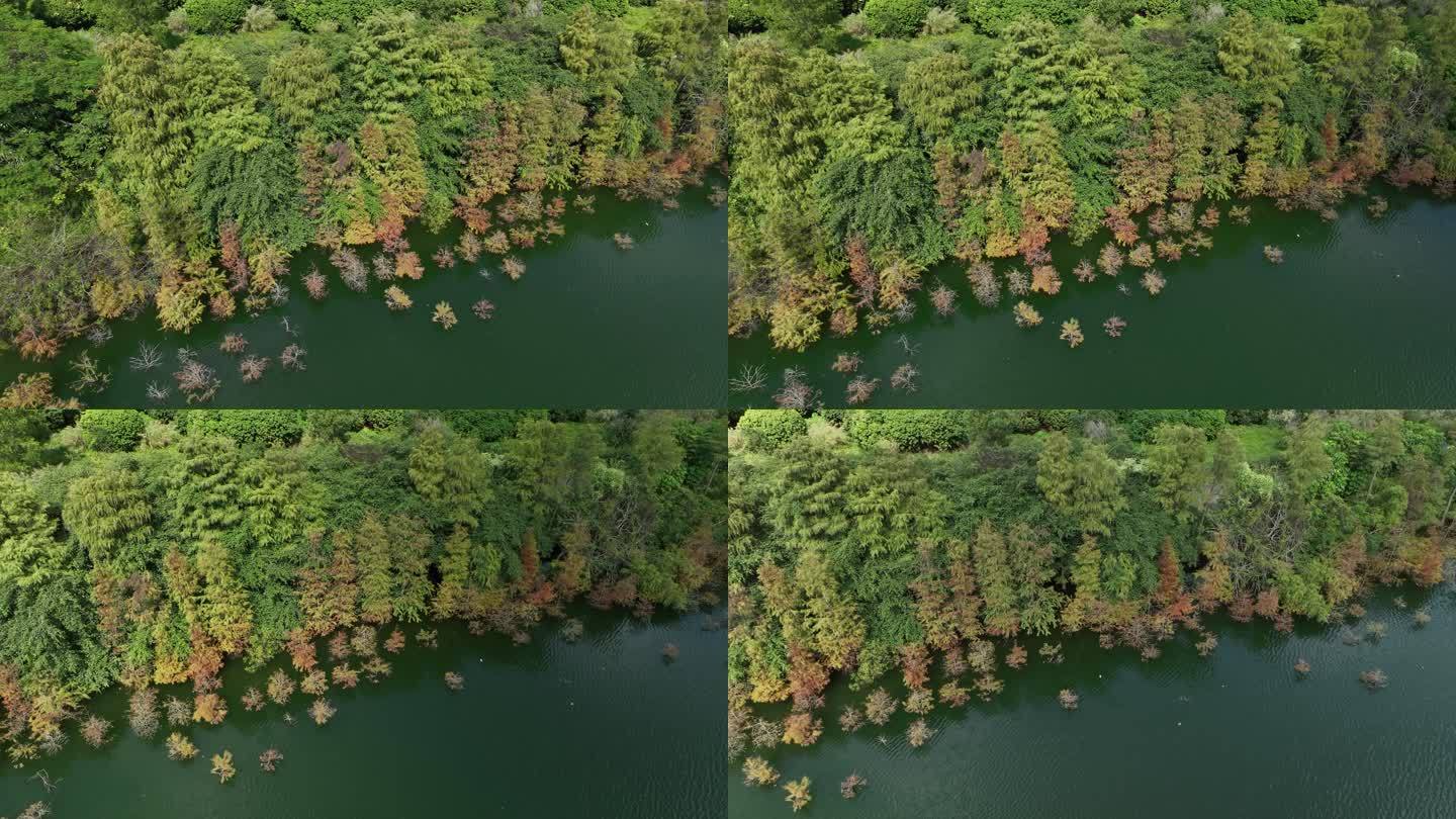 湖边水杉秋景航拍