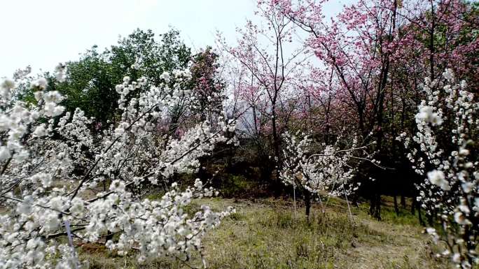 小村桃花