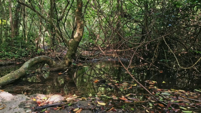 罗城水上相思林 穿梭穿越航拍原始森林