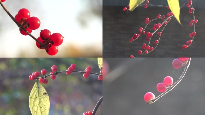 北美冬青红果长满枝头2