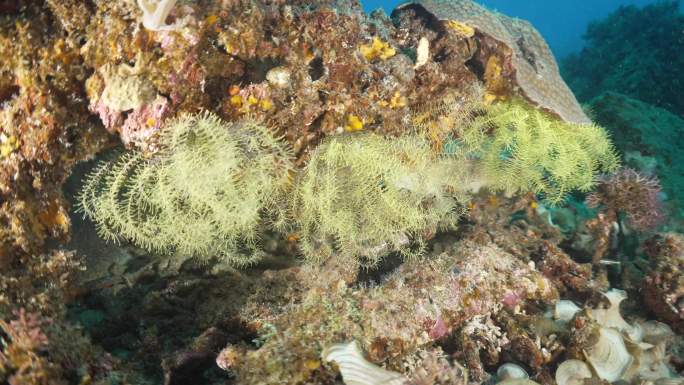 软珊瑚海底世界寂静神秘