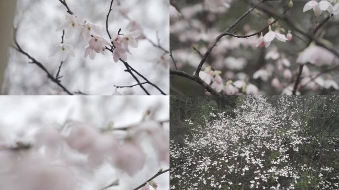 漫山点点小白花