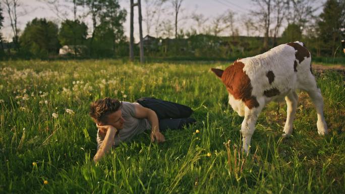 远景：农夫在草地上抚摸一头小牛
