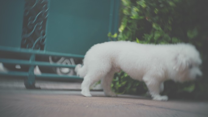 老年犬，大脑问题狗狗白色