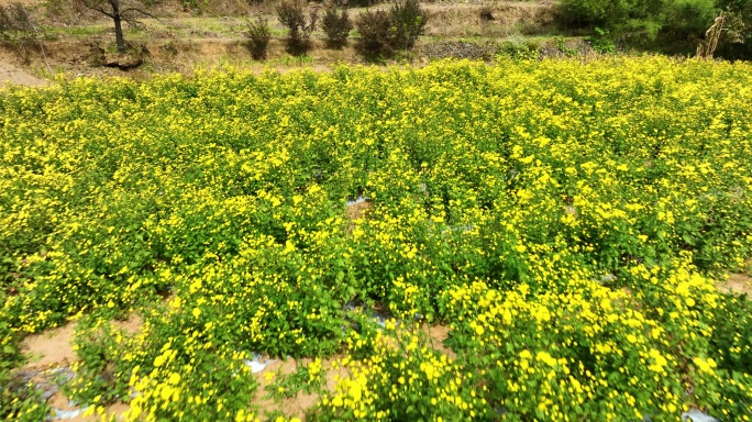 大山里的黄菊花茶种植基地航拍空镜