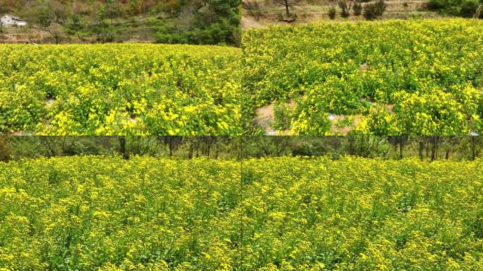 大山里的黄菊花茶种植基地航拍空镜