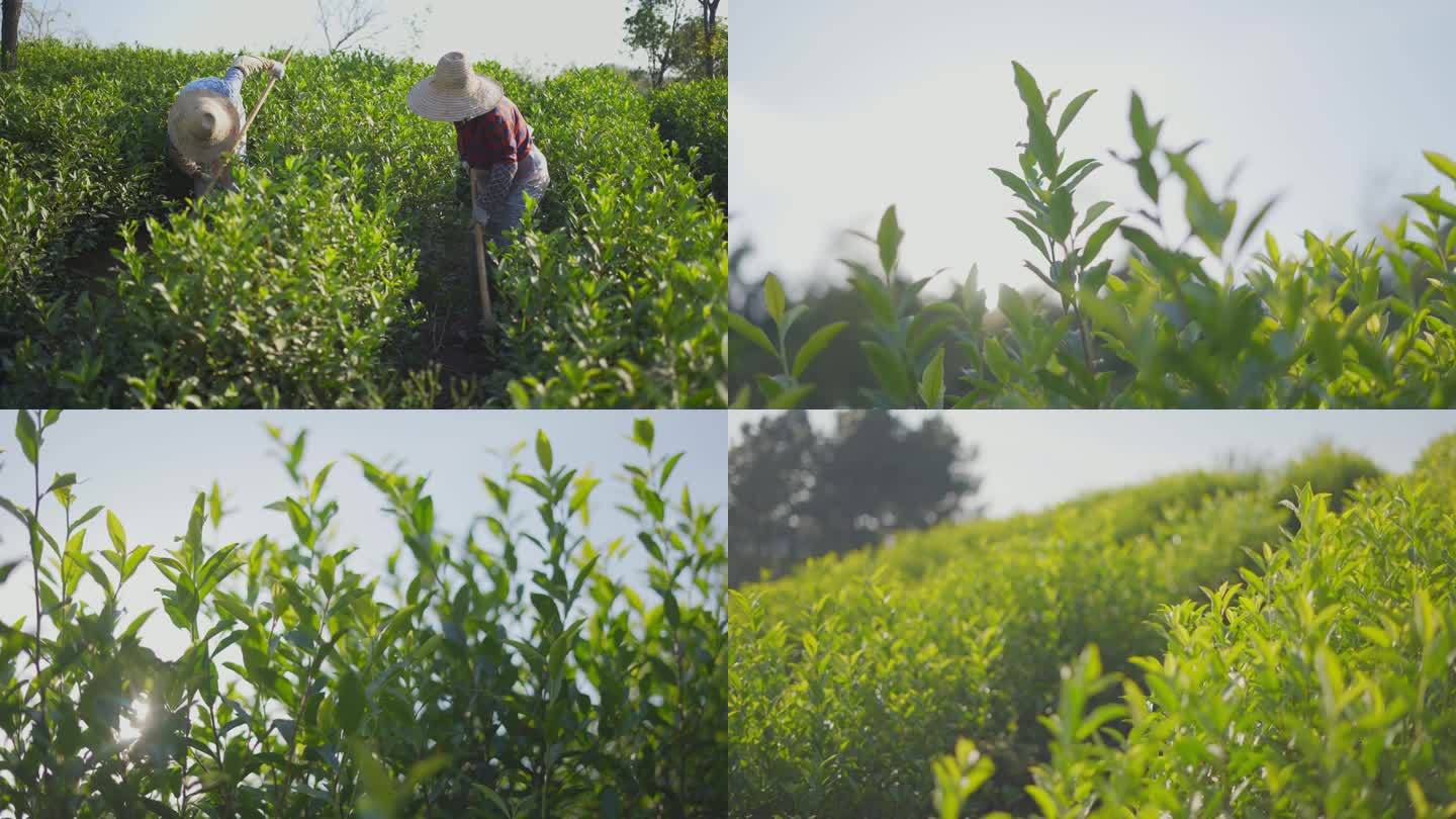 4K 白茶茶叶养殖劳动的人