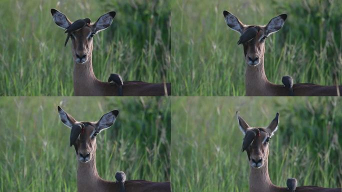 野外的雌性斑羚羚羊和红嘴啄牛鸟以它们为食