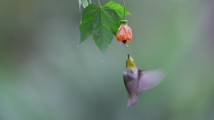 花鸟图