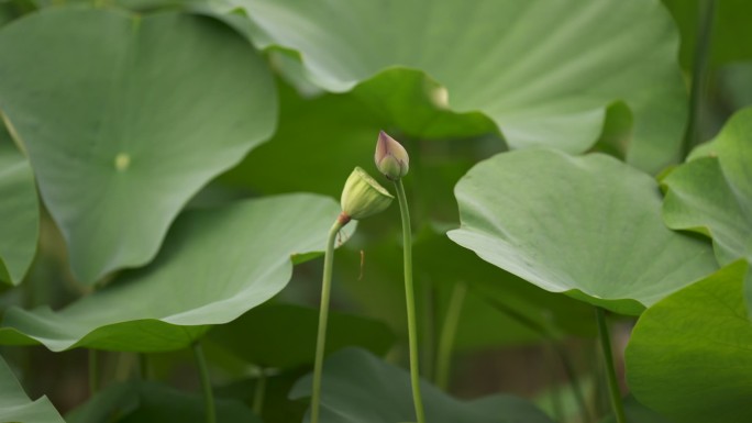 莲蓬 香莲 特写