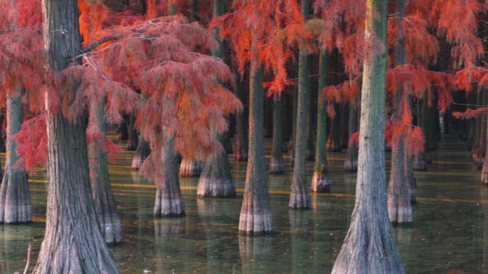 冬天武汉涨渡湖湿地红叶水杉