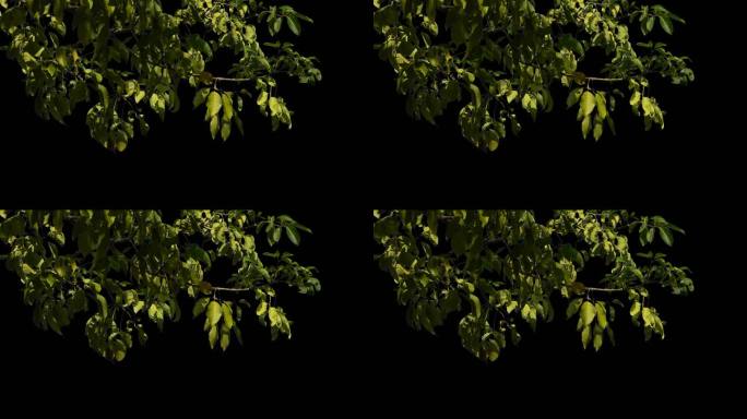 秋冬泛黄唯美树叶随风飘透明通道视频素材