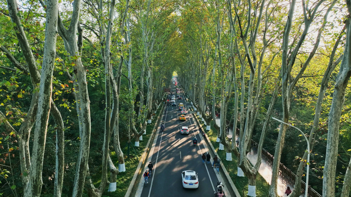 南京钟山景区陵园路