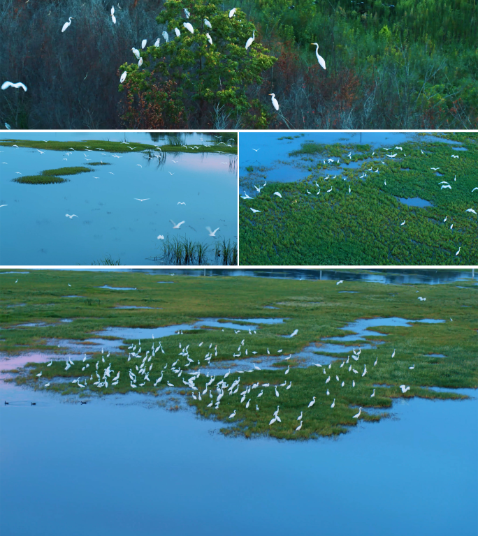 一群白鹭在湿地栖息情绪镜头