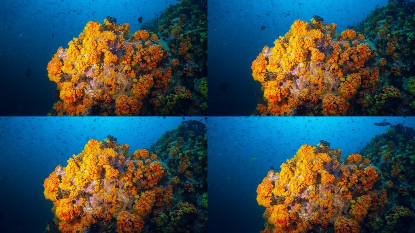 软珊瑚人海底世界海洋生物探索小鱼