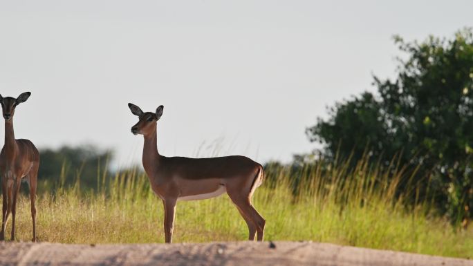 日落的斑羚在野外吃草
