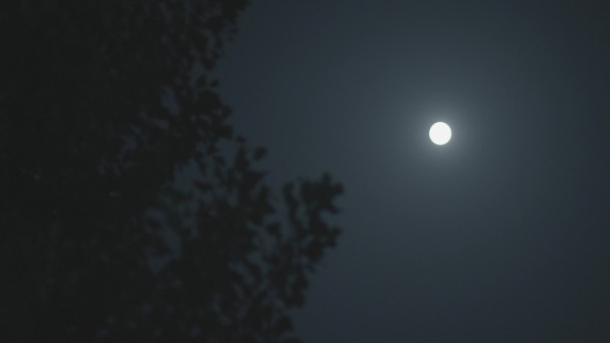 夜晚月亮树叶