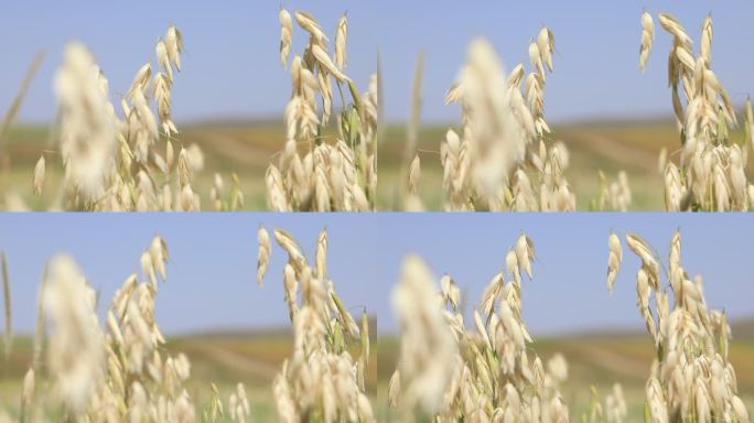 燕麦特写田地种植乡村振兴