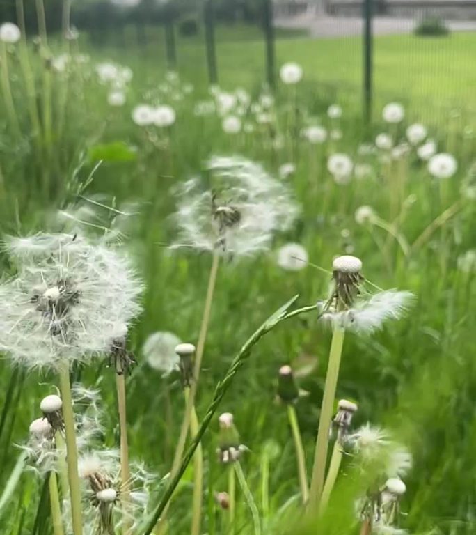 春天夏天蒲公英草地素材