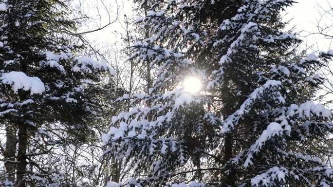 日落时冬季森林中的积雪树木