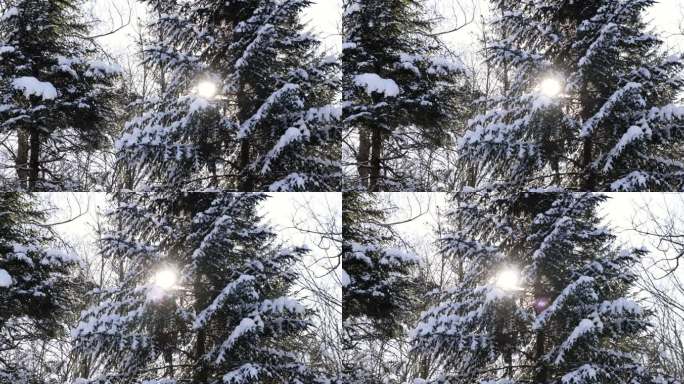 日落时冬季森林中的积雪树木
