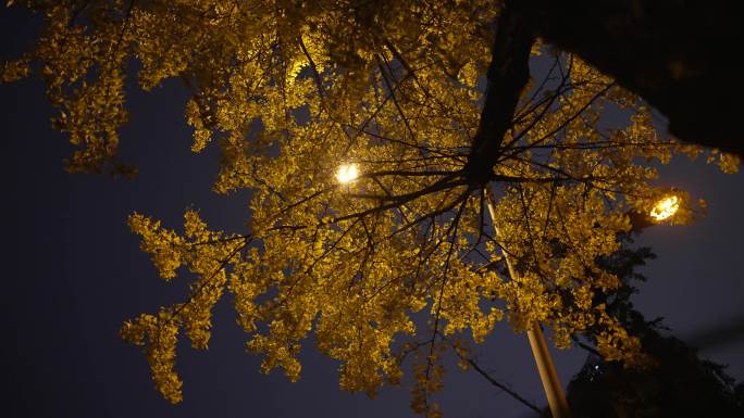 灯光下银杏树