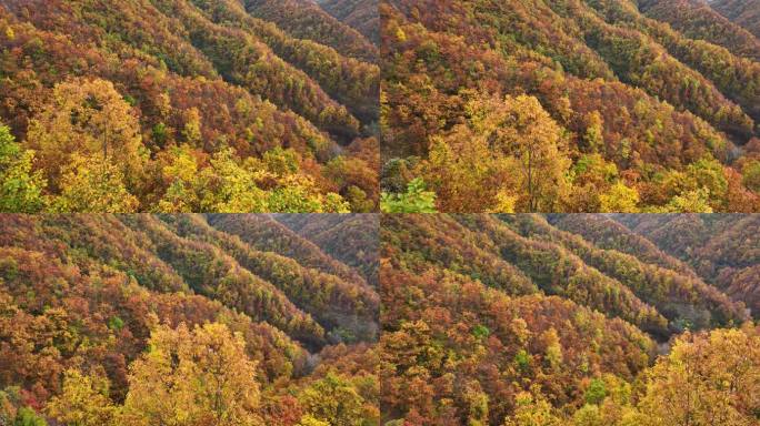 大山里的秋景五颜六色的森林航拍