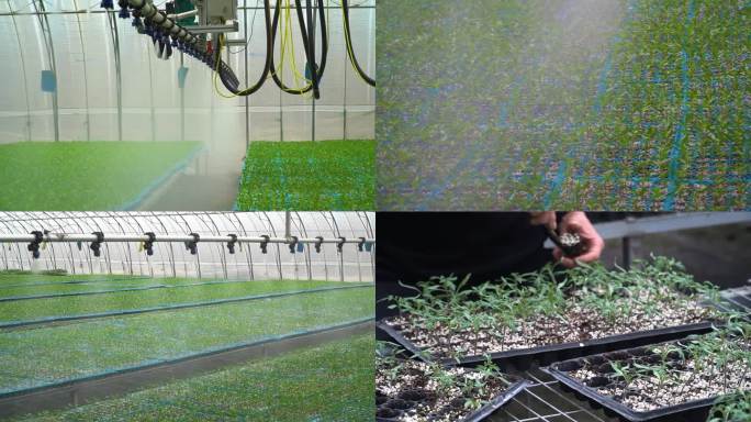 温室大棚自动喷淋育苗灌溉