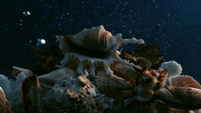 沉入海底的海螺壳