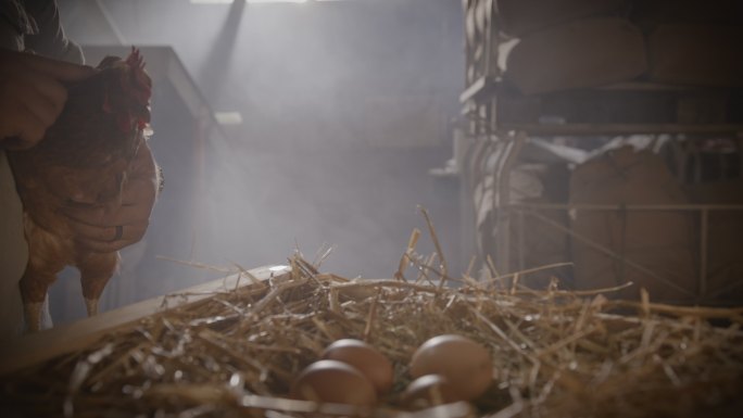 SLO MO DL农民拿着一只母鸡放在干草上的鸡蛋旁边