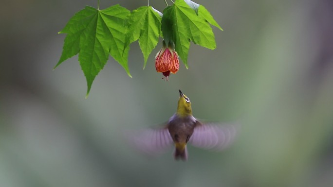 花鸟图