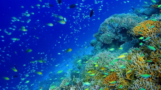 美丽的珊瑚礁上有很多成群的鱼