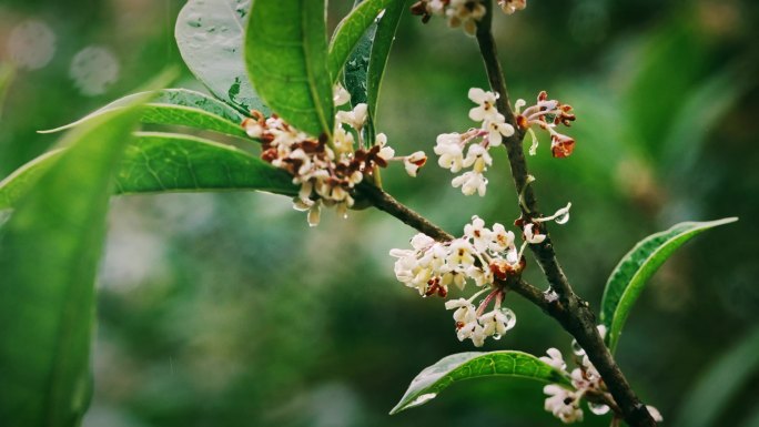 4K雨中的桂花